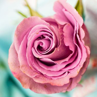 Randi Hærem Rivertz